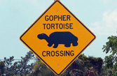 Gopher Tortoise Crossing sign on Tarpon Beach Road