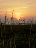 Sea Oats at sunset Sanibel Florida
